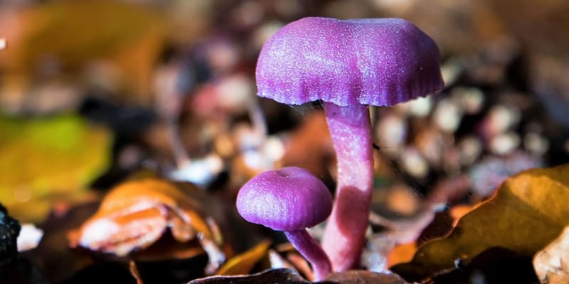 Lakovka ametystová (Laccaria amethystina) je houba v podzimním lese nepřehlédnutelná, především díky své výrazné fialové barvě. A opravdu vypadá jak nalakovaná.