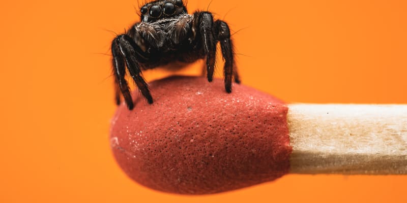 Skákavky obecně patří mezi drobnější pavouky 