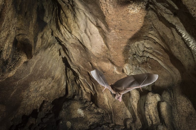 Upír obecný v kostarické jeskyni
