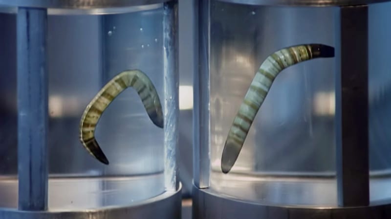 Neznámý červ ze Sibiře opět ožil. Je 46 000 let starý a svou existencí znervózňuje