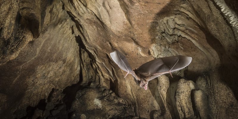 Upír obecný v kostarické jeskyni