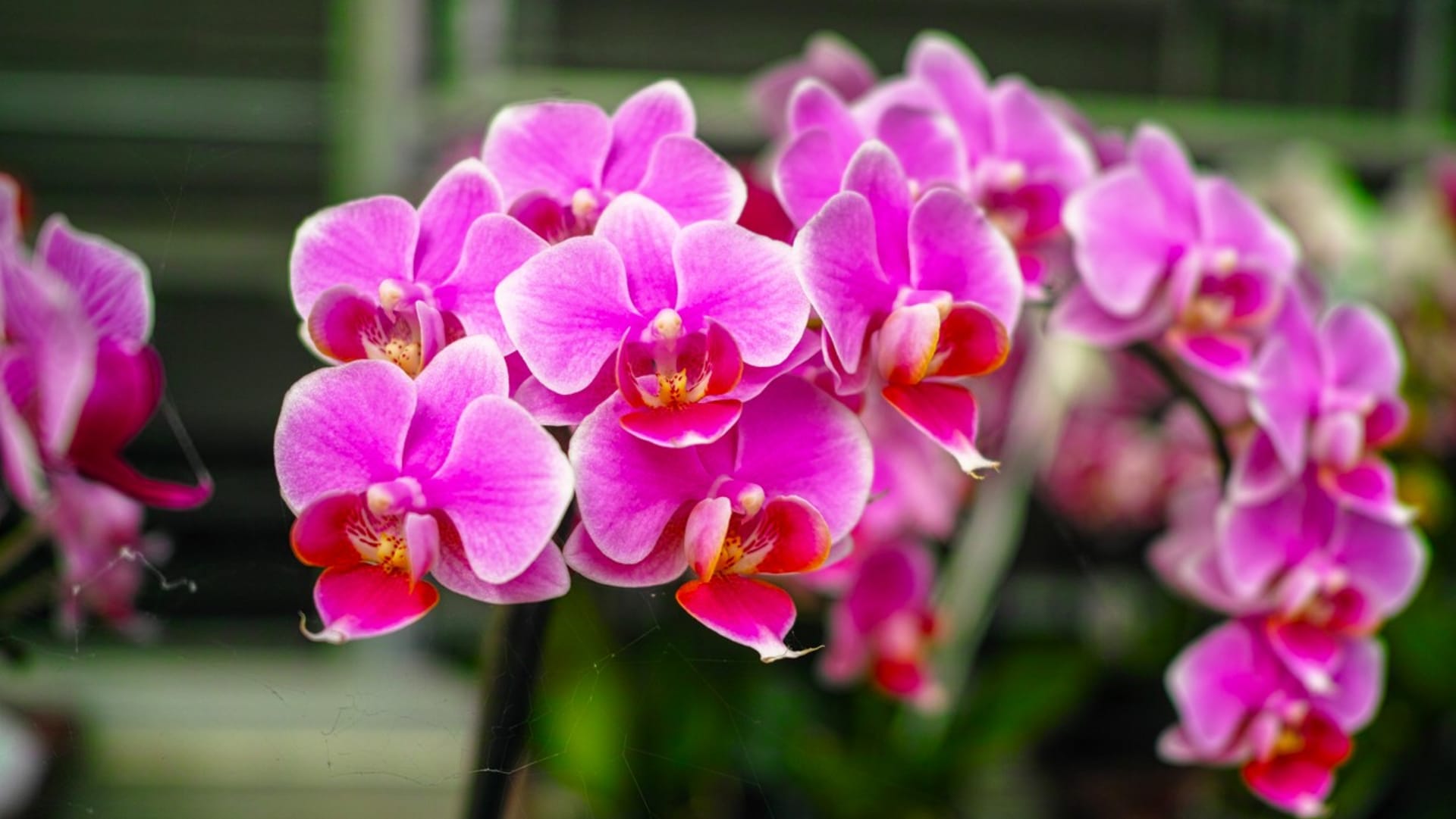 Atraktivní orchidej rodu Phalaenopsis  (česky můrovec) patří k nejodolnějším a nejméně náročným druhům orchidejí. Je ideální pro začínající pěstitele, kvete bohatě celý rok a při správné péči vydrží léta.