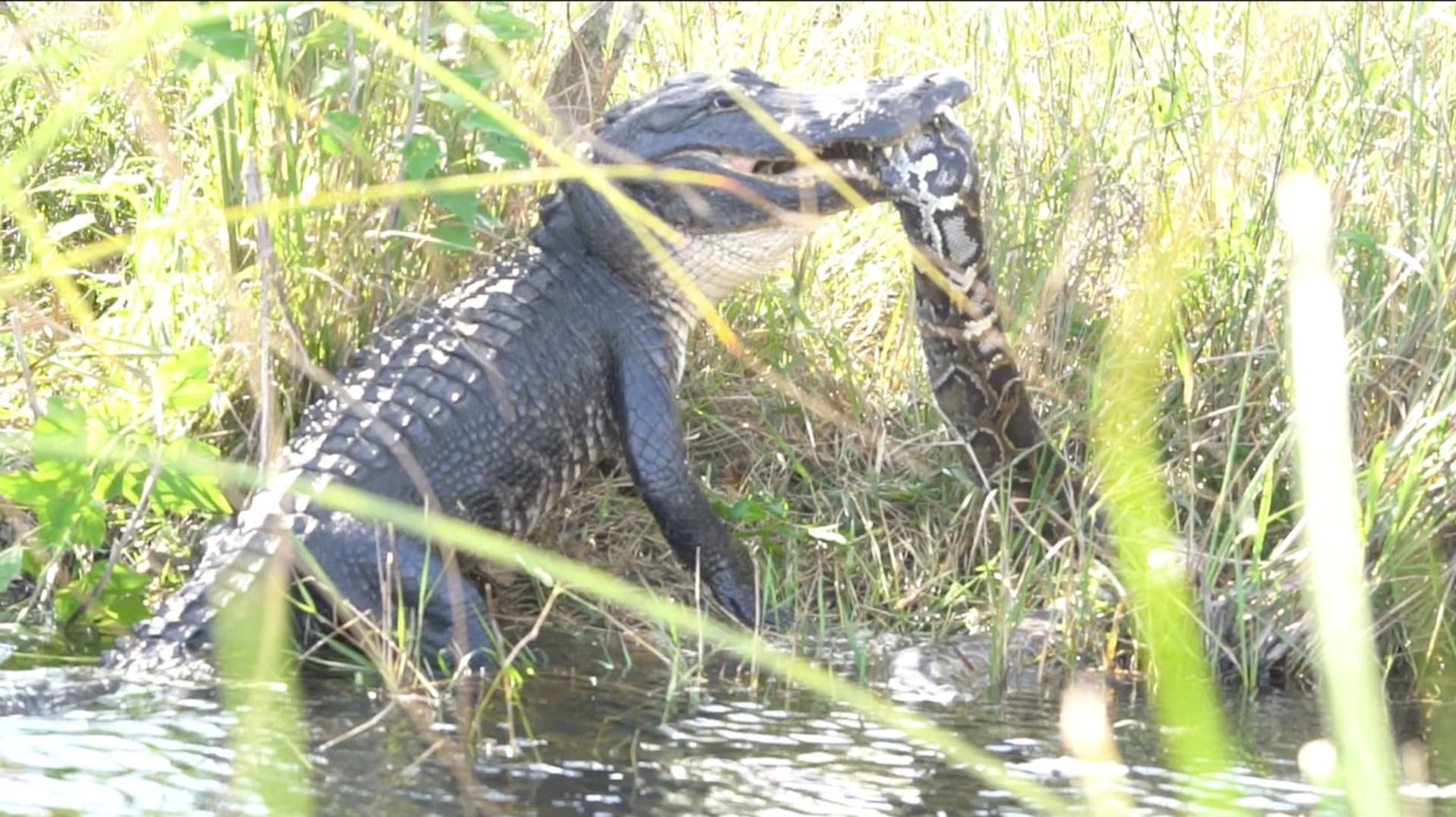 Souboj aligátora s krajtou v národním parku Everglades