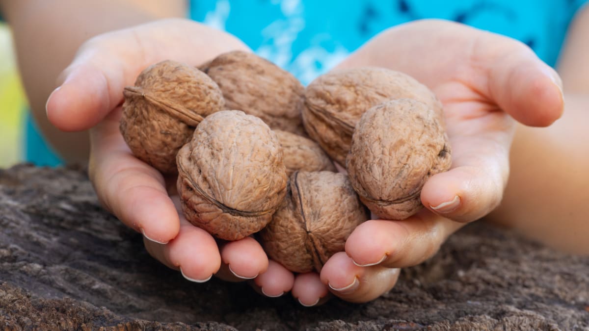 Skořápky vlašských ořechů nevyhazuje. Udělejte z nich čaj proti kašli nebo úžasný peeling a výživný kondicionér.