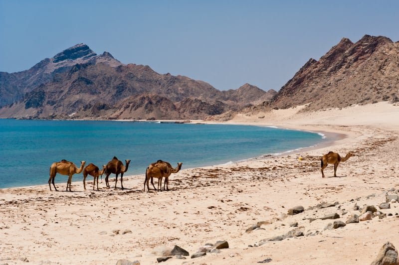 Dhofar - Camels in the beach in Salalah, Oman