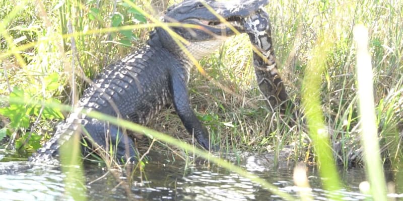 Souboj aligátora s krajtou v národním parku Everglades