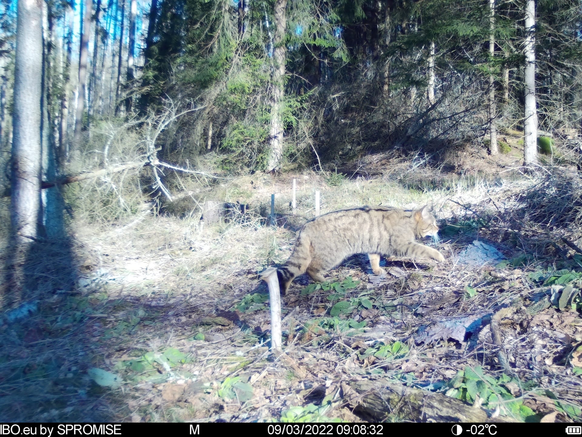 Překvapivé svědectví vydaly snímky z fotopastí, které jsou na území národního parku České Švýcarsko rozmístěny za účelem monitoringu volně žijících zvířat.