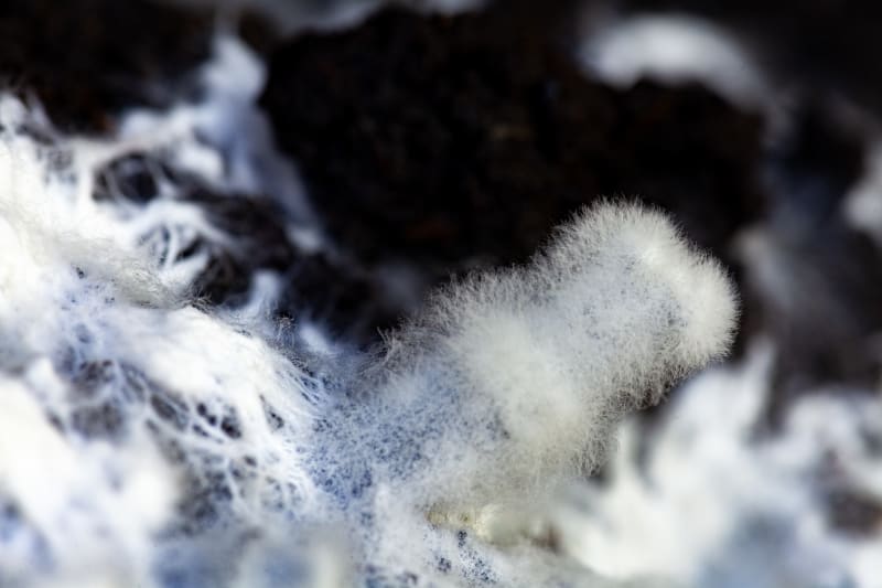 Mycelium prorůstající substrátem se slámou
