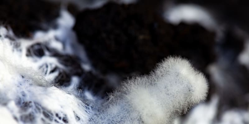 Mycelium prorůstající substrátem se slámou