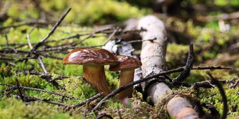 Na houby se o prodlouženém víkendu vydejte píše do nížiny