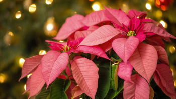 Pohrajte si s barvami vánočních hvězd. Růžová poinsettie vnese domů pohodu, žlutá radost a červená energii