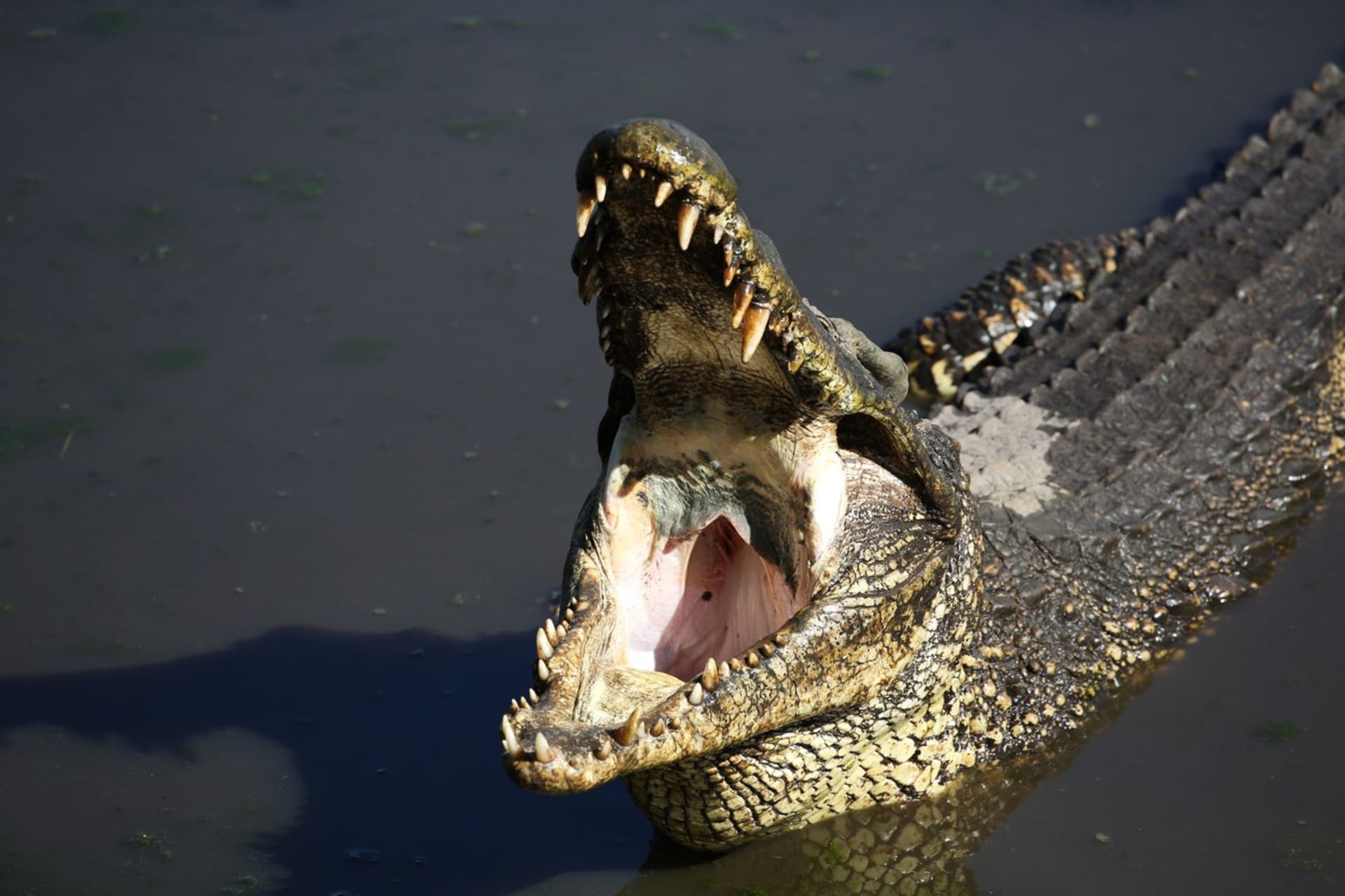 Návštěvníky mexické pláže vyděsil krokodýl.