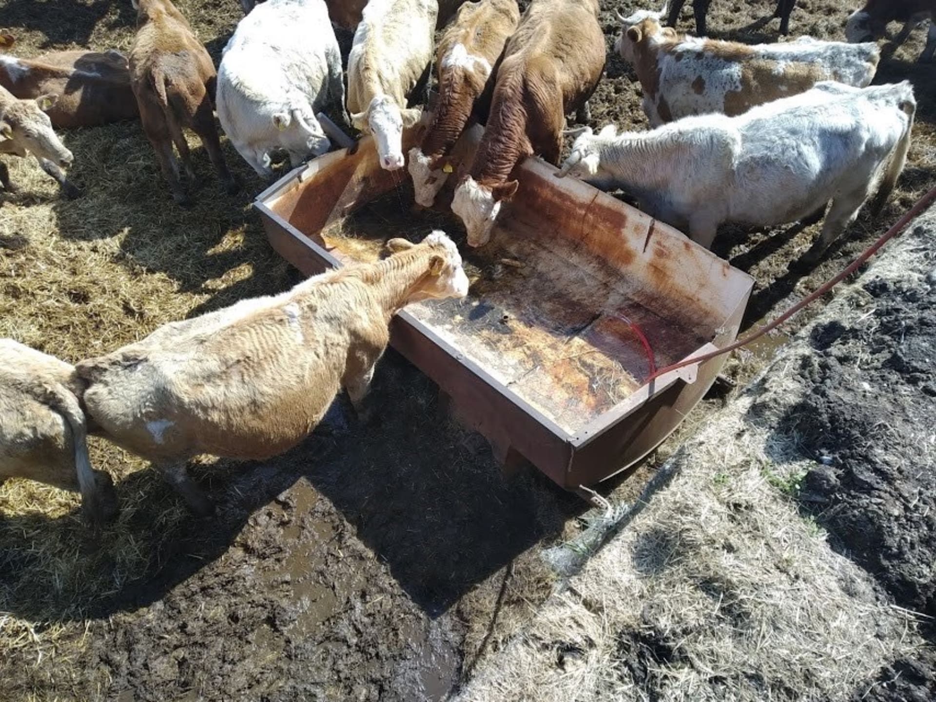 Chovatelé utýrali přes 300 kusů dobytka.
