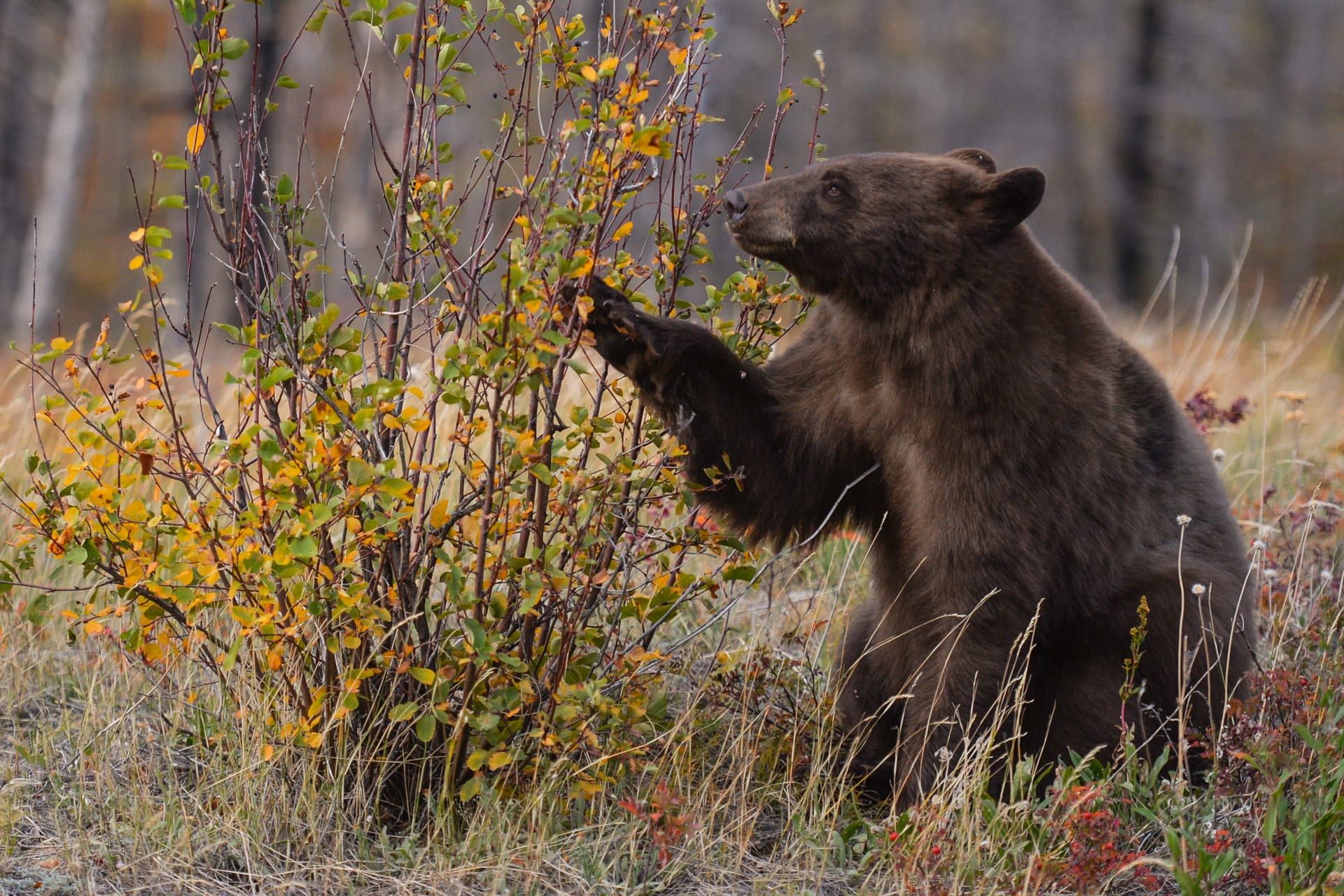 Medvěd ve  Waterton Lakes National Park v Kanadě