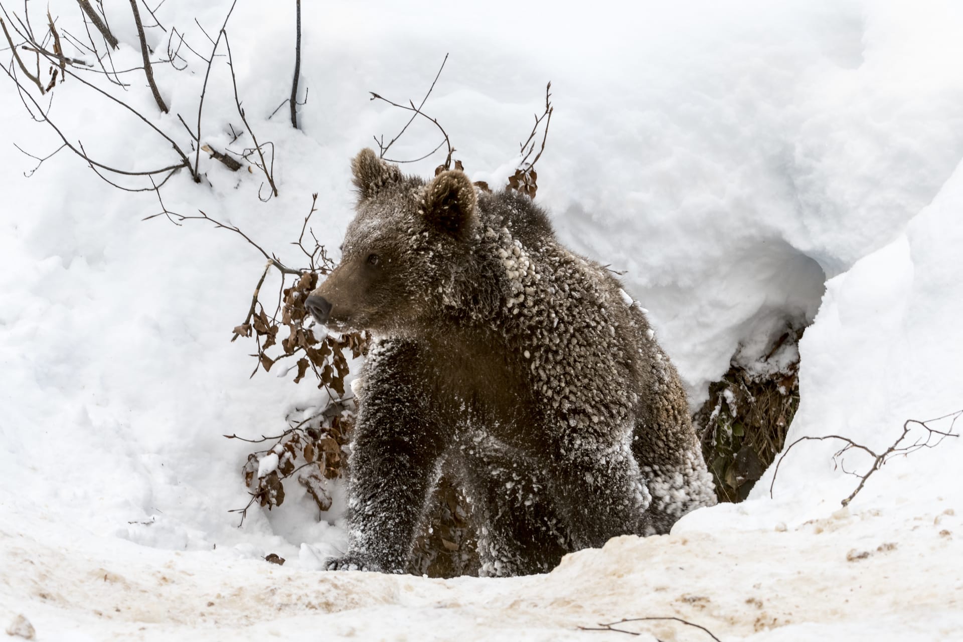 Po dobu zimního spánku je medvěd schopen přijímat podněty z okolí (hlavně zvukové), které ho mohou ze spánku lehce probudit