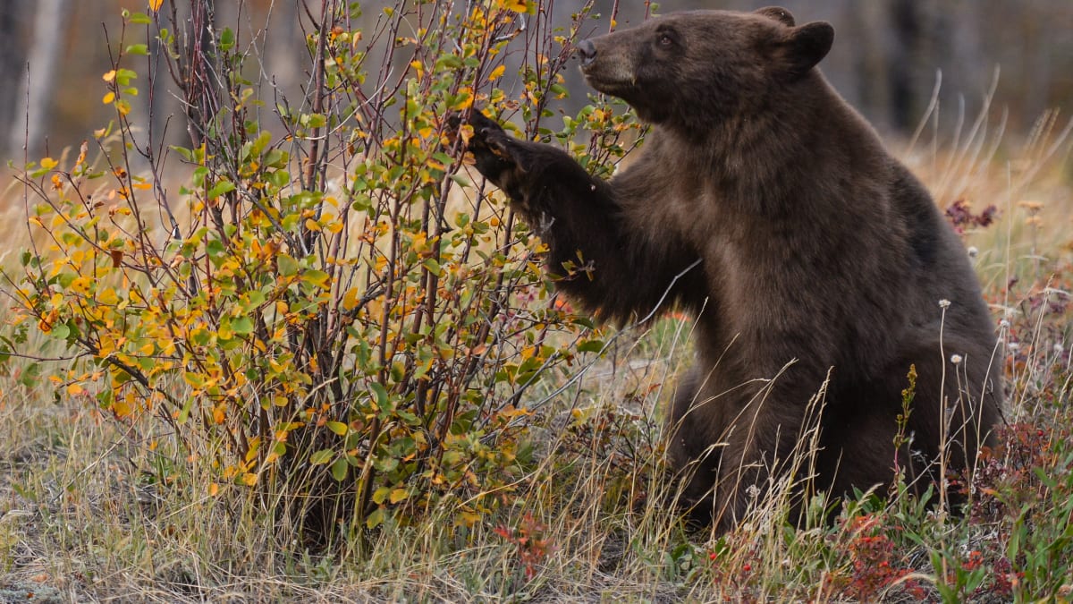 Medvěd ve  Waterton Lakes National Park v Kanadě