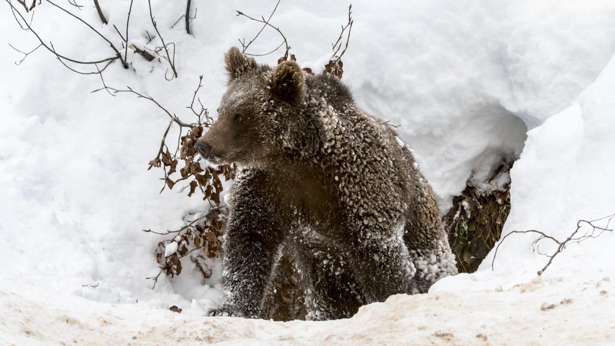 Po dobu zimního spánku je medvěd schopen přijímat podněty z okolí (hlavně zvukové), které ho mohou ze spánku lehce probudit