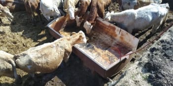 Na ekofarmě v Krušných horách utýrali 300 krav. Odsouzený manažer verdikt justice odmítá