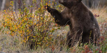 Nebývale vysoké teploty na Sibiři brání medvědům v zimním spánku