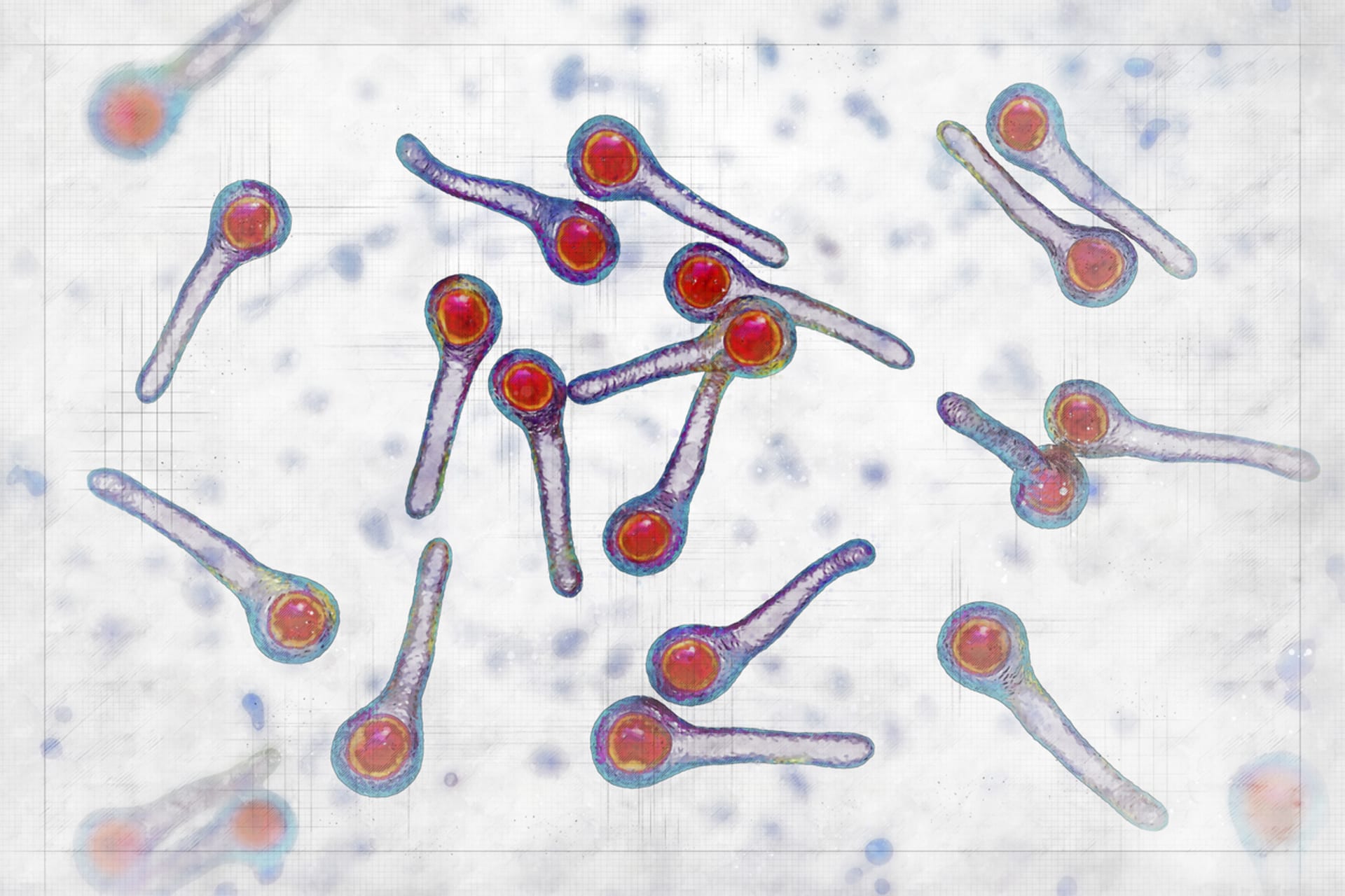 Clostridium tetani 