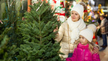 Jak vybrat perfektní vánoční stromek: V potaz vezměte finance, tradice i ochotu uklízet