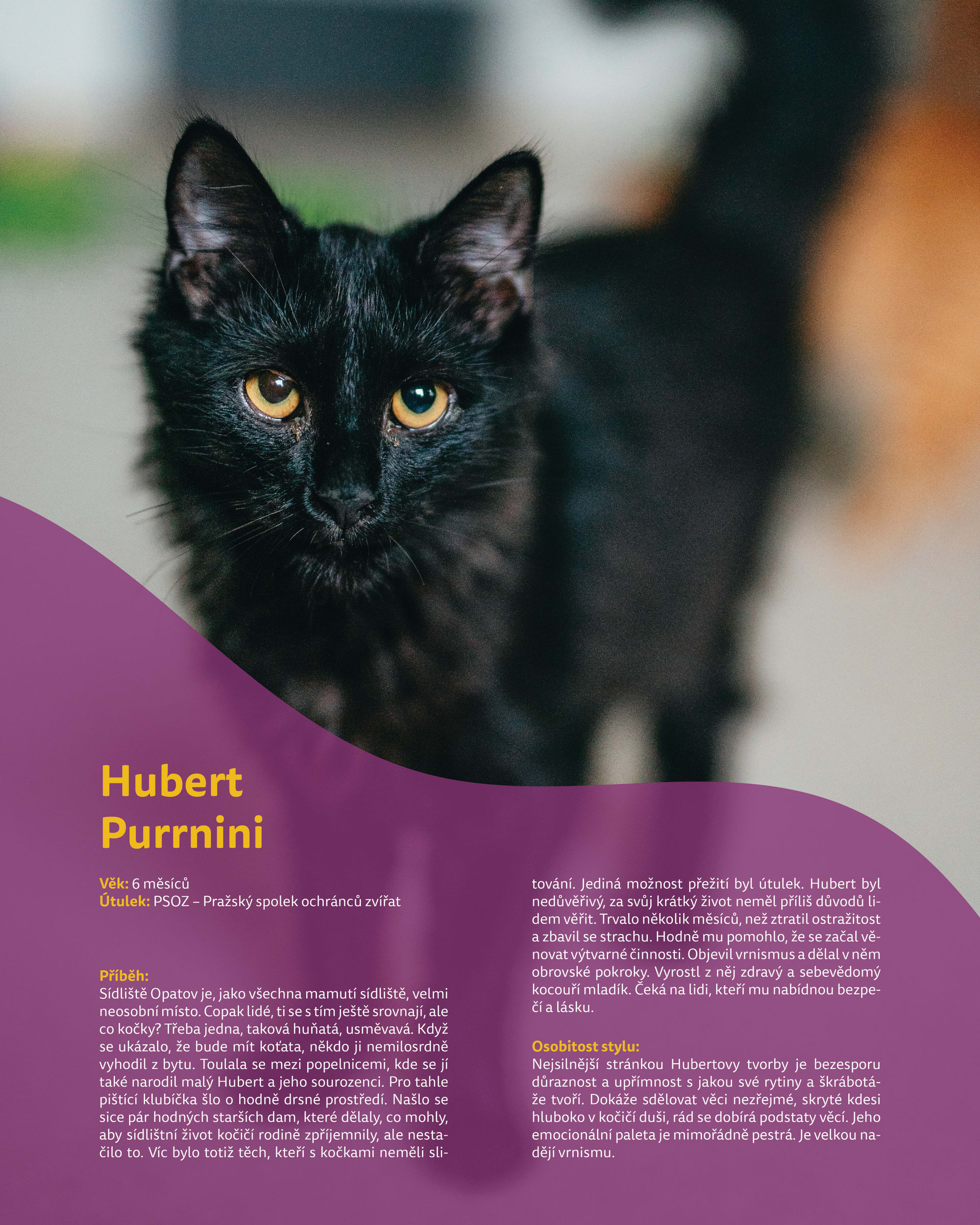 Kočičí designér Hubert