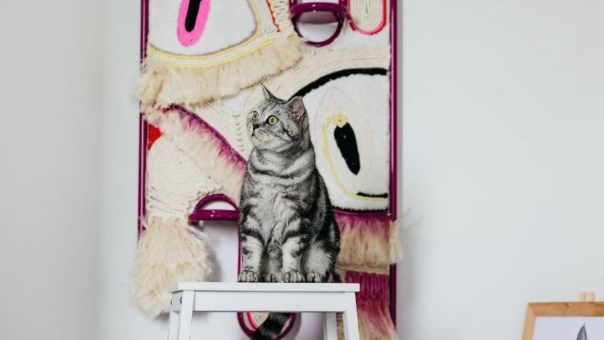 Umělecká škrabadla se budou dražit v rámci charitativní dražby Peníze půjdou na kočičky v útulku