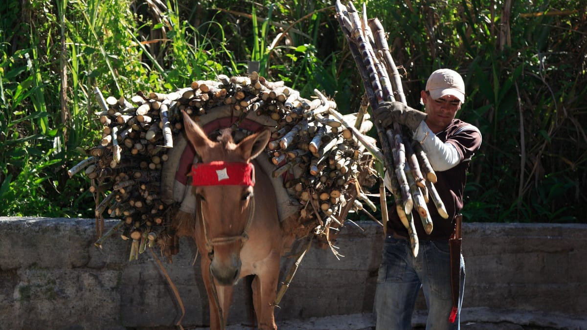 Cukrová třtina patří k nejcennějším surovinám Venezuely. Podmínky pro její pěstování i zpracování jsou tady ideální. 
