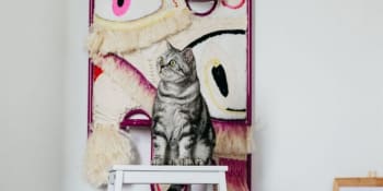 Dražba designových kočičích škrabadel pro útulky pod taktovkou nového uměleckého hnutí vrnismu