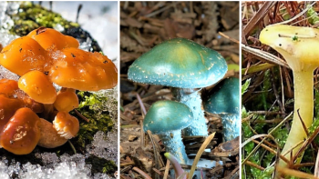 Rostou! Nasbírejte si v zimním lese pomrazky, překvapivě dobré a barevné houby