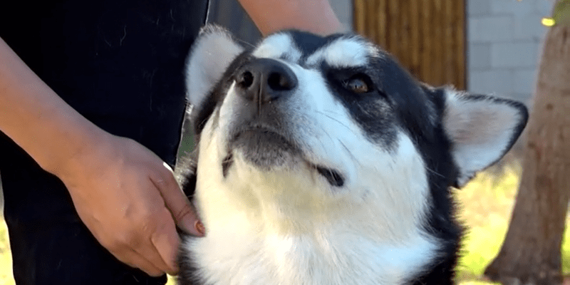 Sibiřský husky Falco zachránil 12letého Alexe, tvrdí jeho rodina.