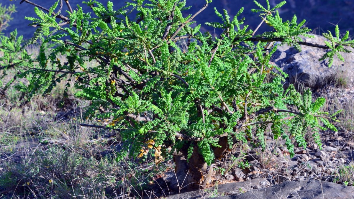 Kadilovník pravý (Boswellia sacra), hory v guvernorátu Dhofar, Omán