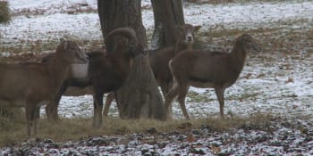 Bezohledné řádění pytláků: Chovatel z Pardubicka přišel za pár dní o dva chovné muflony