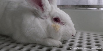 Tisíce zvířat odsouzeno k bolesti: Evropský soud rozhodl v případu testování kosmetiky