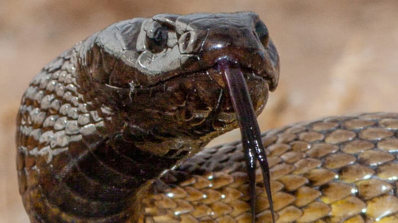 Nejjedovatější had světa má v sobě jedu na zabití 100 dospělých lidí. Podívejte se, jak ho přemůže konkurence