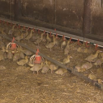 Dovoz ukrajinských kuřat je zvýhodněn, stěžují si čeští i francoužští chovatelé.