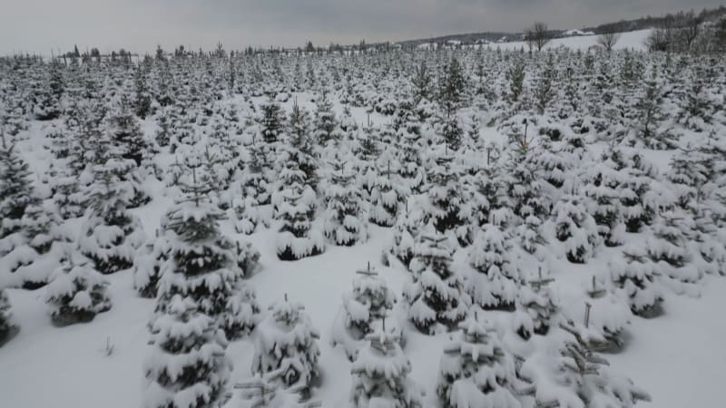 Lidé si mohou vánoční stromek uříznout na plantáži sami.