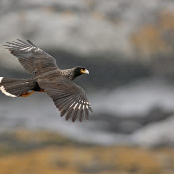 Čimangové falklandští se vyrovnají nejchytřejším ptákům