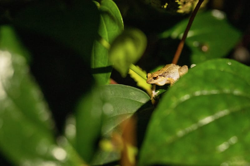 Skleník Fata Morgana: Jedinečným zážitkem je bezesporu hlasité „kvákání“ tropických žabek druhu bezblanka skleníková.