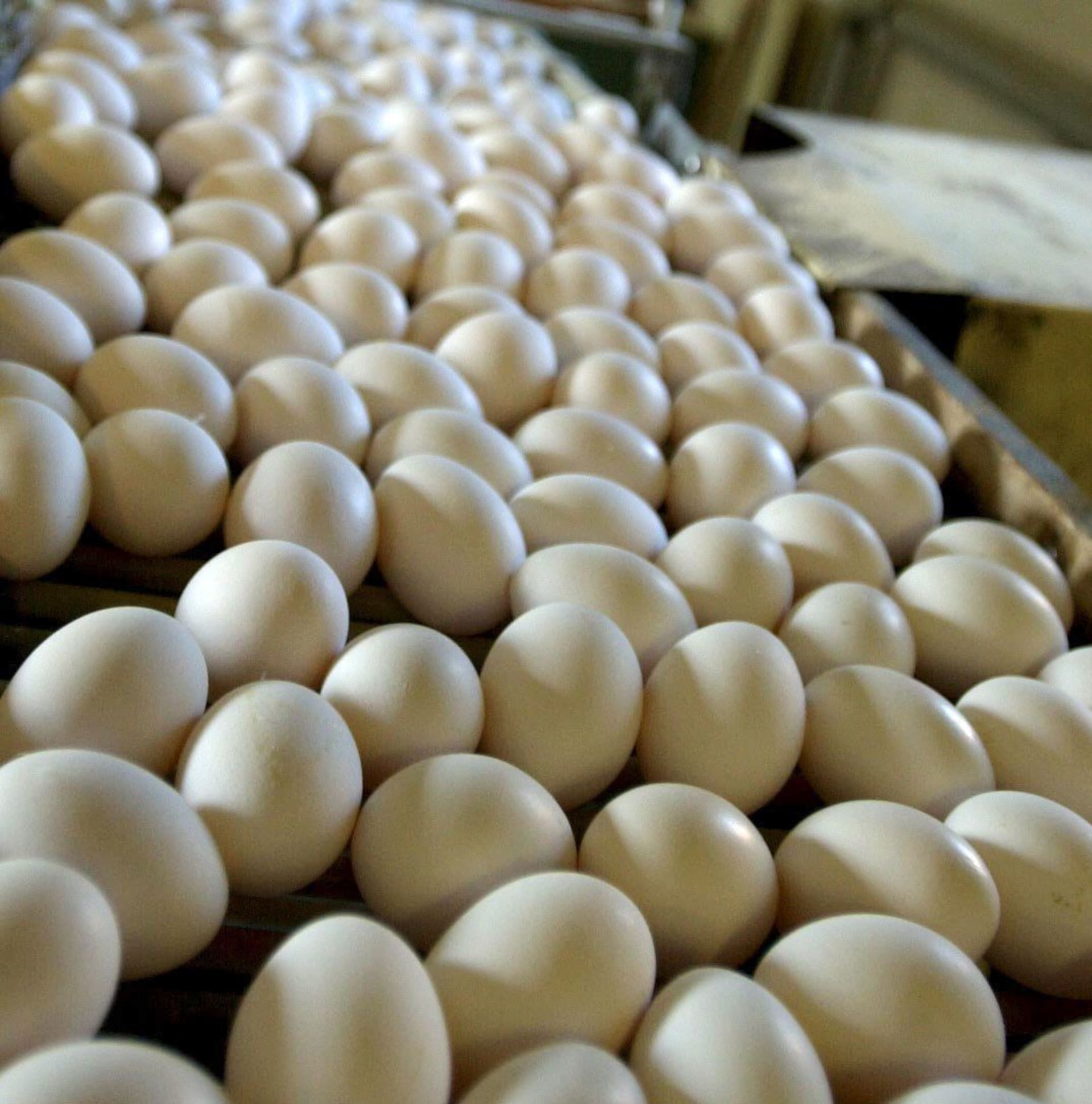 Je bíle vejce kvalitnější?