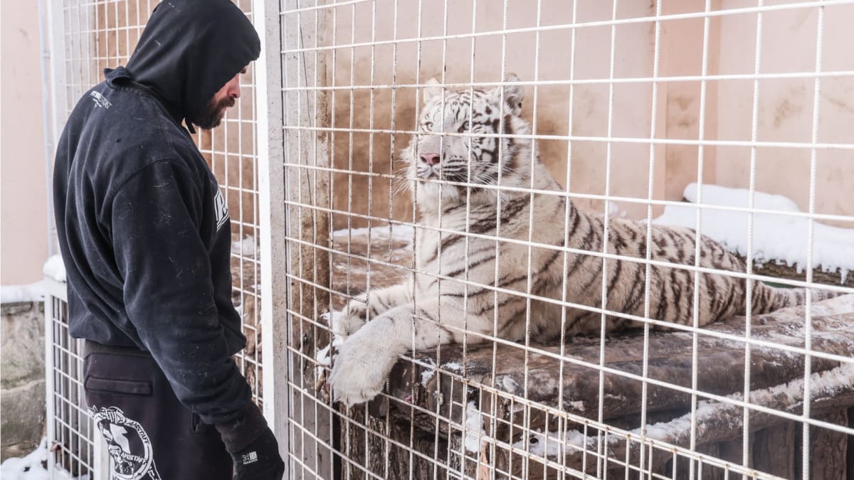 Karlos Vémola musel odevzdat svou bílou tygřici Antonii Rambu úřadům. 