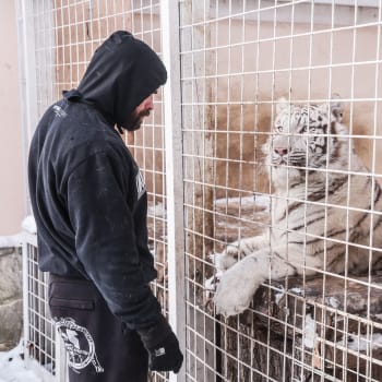 Karlos Vémola musel odevzdat svou bílou tygřici Antonii Rambu úřadům 