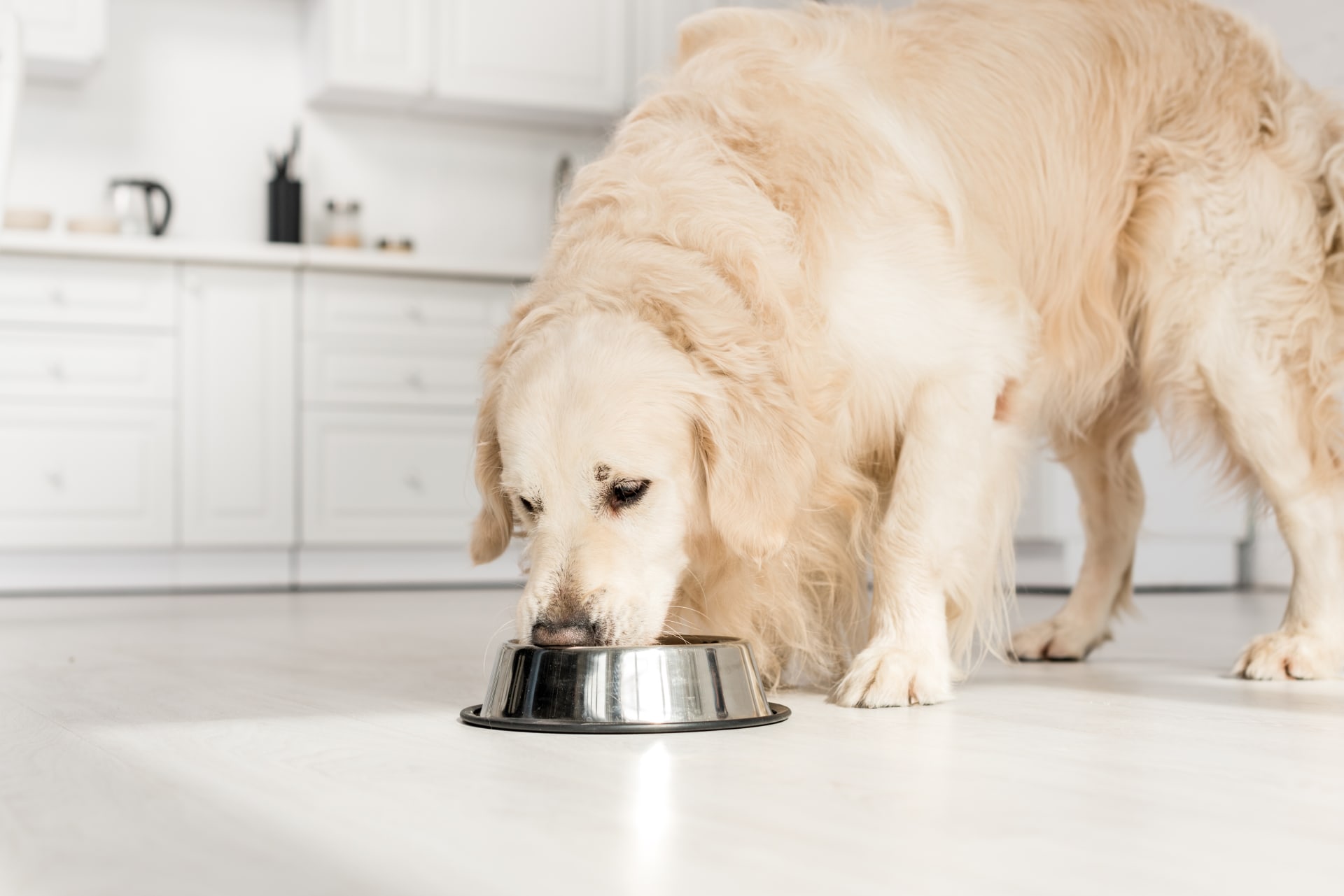 Granule pro psy je třeba vybírat stejně pečlivě jako jídlo pro sebe. 