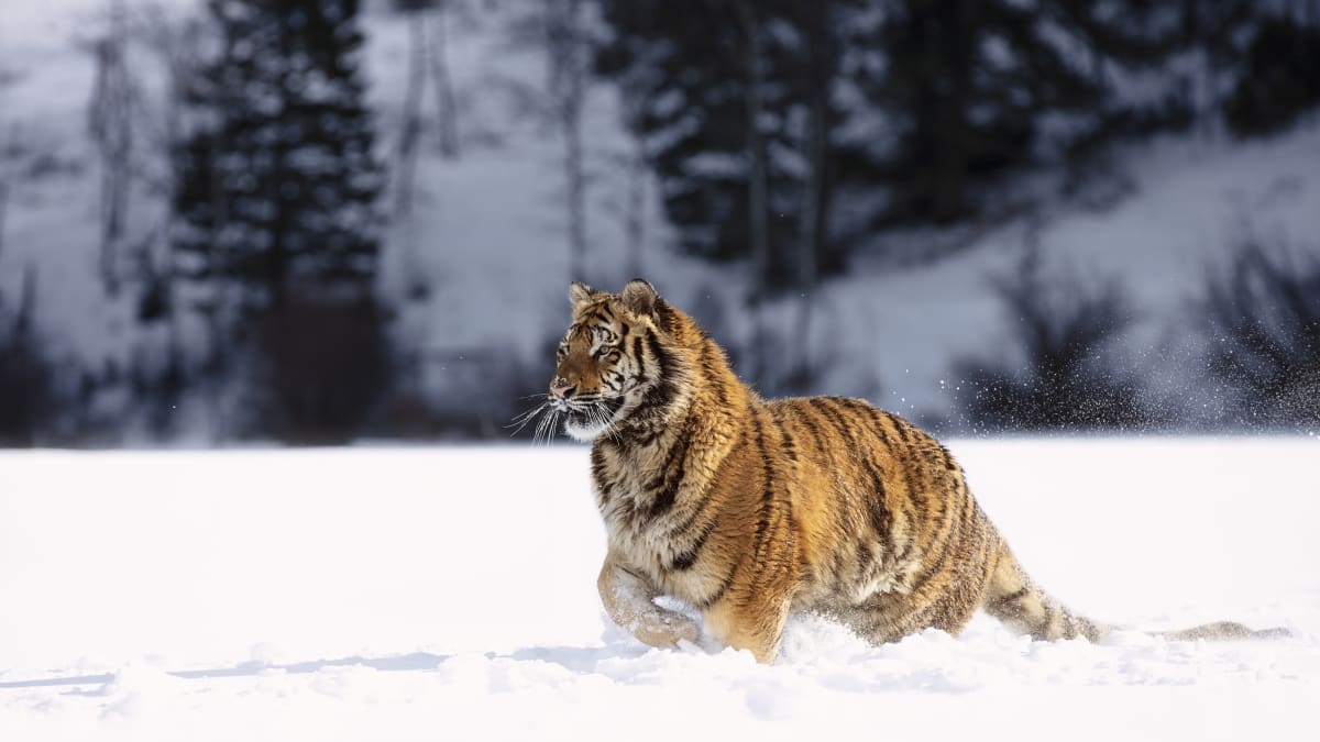 Pro chladnomilné šelmy jako je tygr ussurijský se staví záchranné centrum v ZOO Tábor
