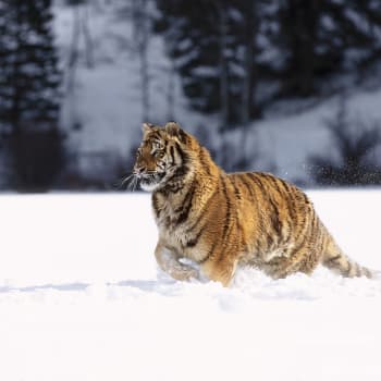 Pro chladnomilné šelmy jako je tygr ussurijský se staví záchranné centrum v ZOO Tábor