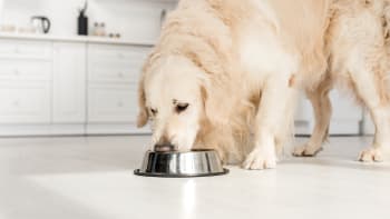 Granule a pamlsky - jak na vyváženou psí stravu?