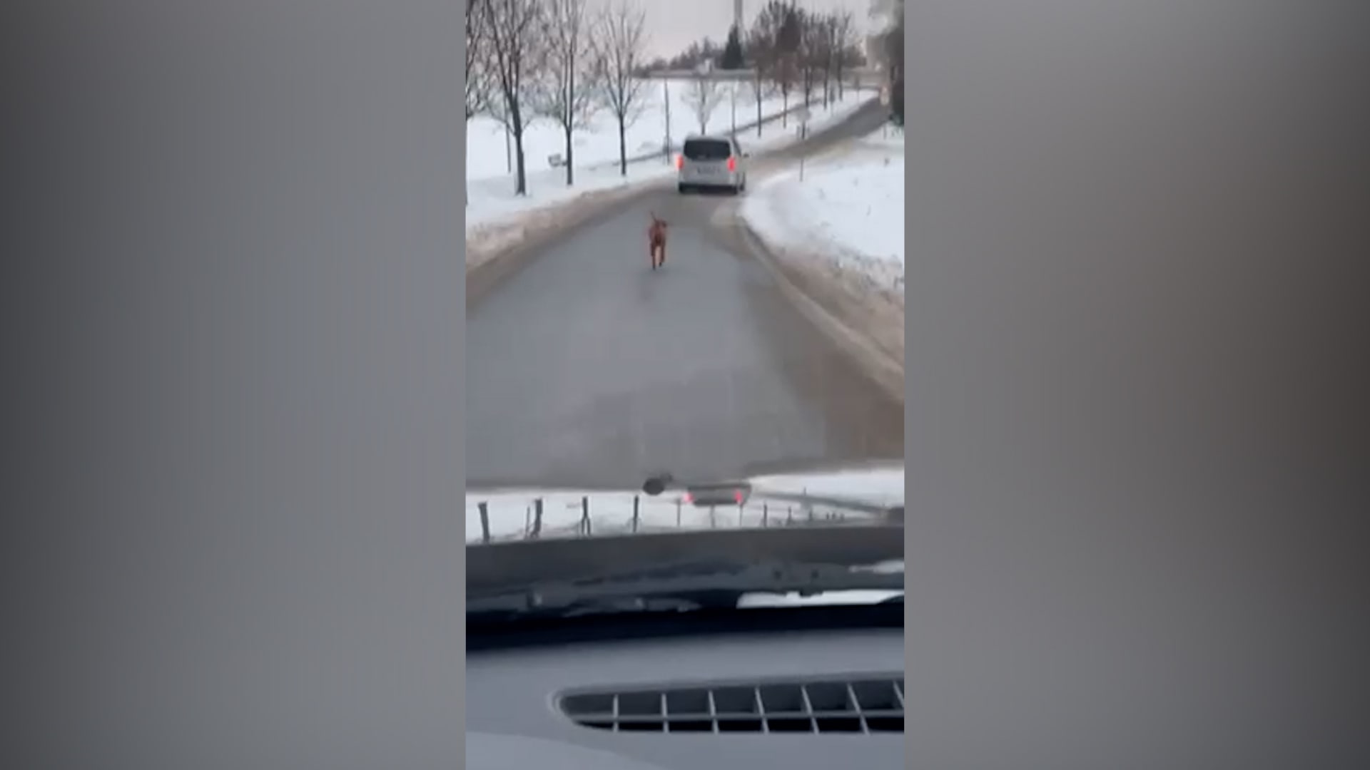 Řidič na Liberecku venčil psa za svým autem.