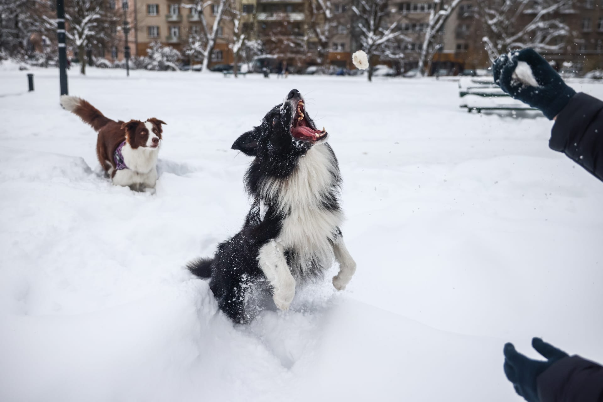 Psi milují sníh