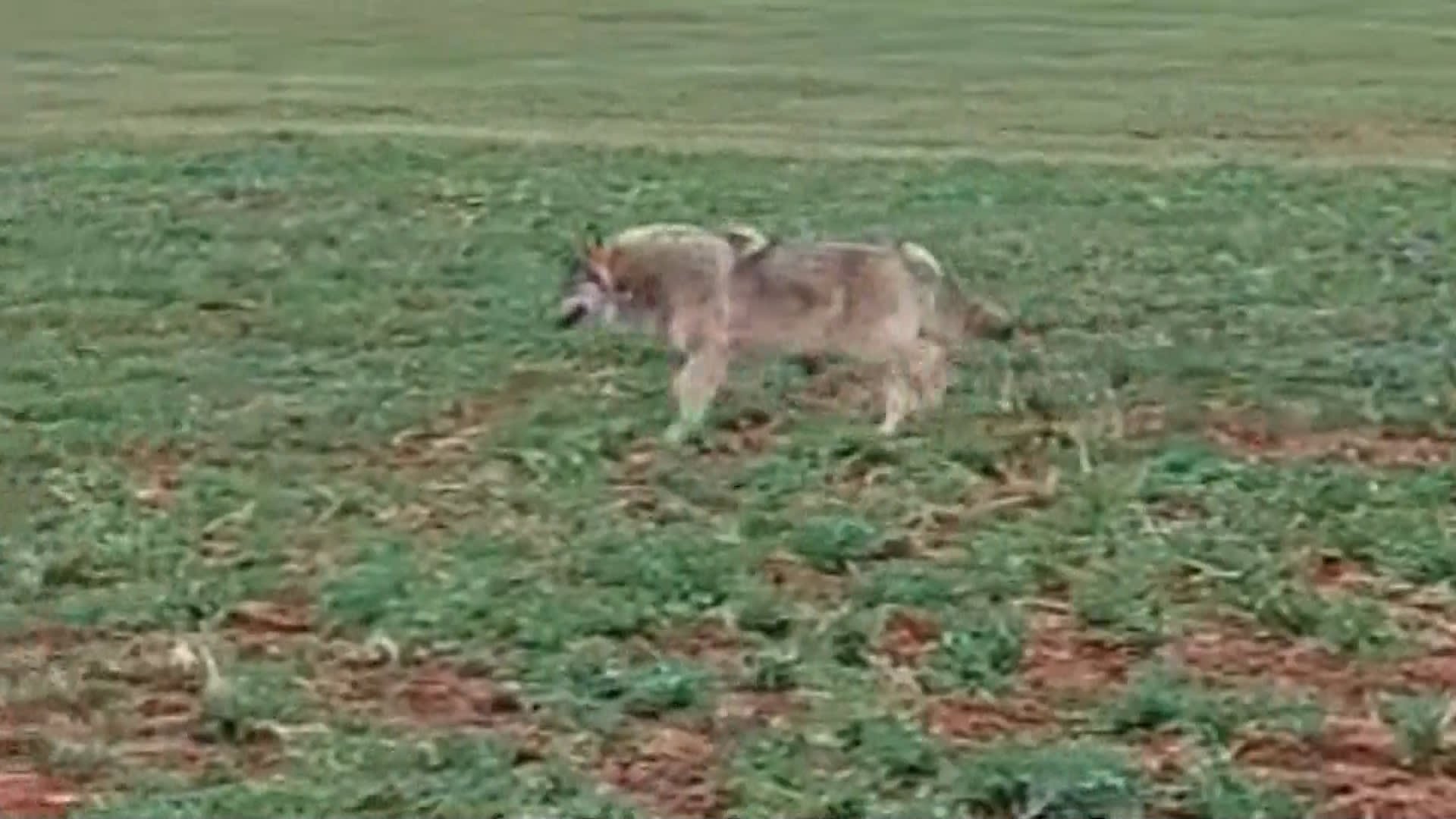 Vlci v Krkonošském národním parku