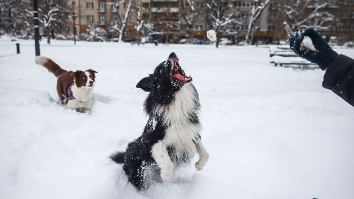 Psi milují sníh
